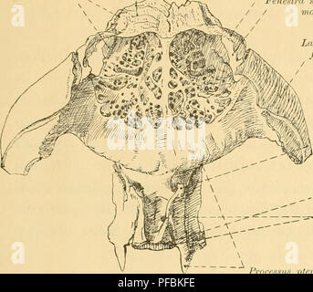 Cette étude sur les structures du crâne monotrès fournit une analyse anatomique détaillée des os du crâne des monotrèmes, y compris les caractéristiques spécifiques de l'os sphénoïdal en forme de coin et son rôle dans la structure crânienne. Il met également en évidence les implications évolutives de ces traits. Banque D'Images