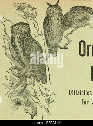 Cette revue ornithologique, 'Der Ornithologische Beobachter', est l'organe officiel de la Société suisse d'ornithologie et de protection des oiseaux, fournissant des articles scientifiques sur les études et les efforts de protection des oiseaux. Banque D'Images