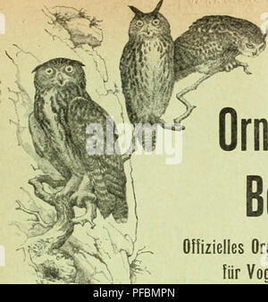 Cette revue, l'organe officiel de la Société suisse d'ornithologie et de protection des oiseaux, présente des articles sur les espèces d'oiseaux, la conservation des oiseaux et l'étude du comportement et de l'écologie aviaires. Banque D'Images