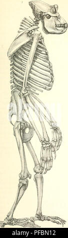 Cet ouvrage anthropologique de Johannes Ranke explore l’anatomie et la physiologie humaines, offrant des illustrations et des descriptions détaillées du corps humain et de ses fonctions. Il contribue à la compréhension de la biologie et de l'anatomie humaines. Banque D'Images