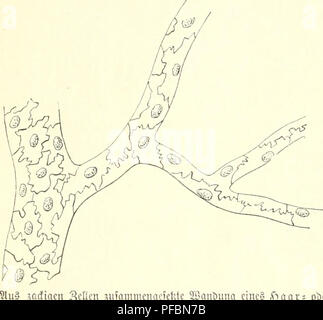 Ce travail sur l'anatomie et la physiologie humaines, rédigé par Johannes Ranke, explore la structure et la fonction du corps humain. Il fournit une compréhension approfondie de la biologie humaine, y compris les mécanismes des fonctions physiques humaines et de l'anatomie. Banque D'Images