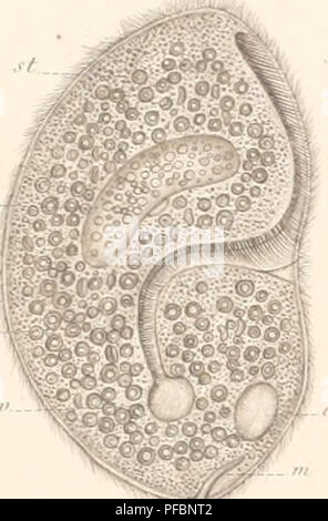 . Der Organismus der Infusionsthiere. Infusoria ; Ciliata ; Flagellata. . Veuillez noter que ces images sont extraites de la page numérisée des images qui peuvent avoir été retouchées numériquement pour plus de lisibilité - coloration et l'aspect de ces illustrations ne peut pas parfaitement ressembler à l'œuvre originale.. Stein, Friedrich, 1818-1885. Leipzig, Engelmann W. Banque D'Images