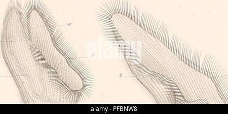 . Der Organismus der Infusionsthiere. Infusoria ; Ciliata ; Flagellata. . Veuillez noter que ces images sont extraites de la page numérisée des images qui peuvent avoir été retouchées numériquement pour plus de lisibilité - coloration et l'aspect de ces illustrations ne peut pas parfaitement ressembler à l'œuvre originale.. Stein, Friedrich, 1818-1885. Leipzig, Engelmann W. Banque D'Images