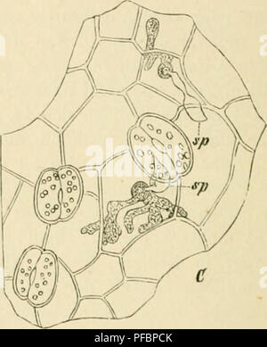 . Der gegenwrtige Rcksicht Standpunkt der Mycologie mit auf die Lehre von den Infections-Krankheiten. Les champignons pathogènes. Fig. 8. l'ucciiiiiv llcliantbi. (Imch Woroniii). A. KciniPinU Teleiitosjiorc', jir. Piumyreliiim. s. Réunion-Stcn sji. Sporidien. Je ?. Kcfallfiic Sjioridifn nh-. b. kciiuciid erst noch eine ii., sccundilrc Sixjridie bildend. Ch. Sporidien Eiiidermis der durch die Blätter von llelianthus annuiis eindringend. Das ist Myceliiiiii fadenartig li.ibl, l'OIUC(M" von Ibukiger Beschaffenheit uml, chauve biblet es ästige Strä bautartigc Ausbreitungen,nge oibT, oft grosse Stre(d&lt;en iib( Banque D'Images