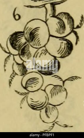 'Der Führer in die Pflanzenwelt' sert de guide pour identifier et classer les plantes sauvages importantes en Allemagne. Il offre un aperçu de la morphologie et de la distribution des plantes, en se concentrant sur des espèces telles que Juglans regia (noix commune) et d'autres indigènes de la région. Banque D'Images