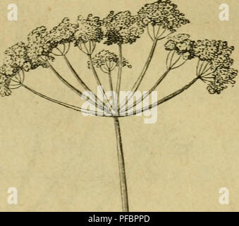 Ce guide allemand, *Der Führer in die Pflanzenwelt*, sert d'aide à l'identification et à la compréhension des plantes sauvages les plus importantes d'Allemagne, en fournissant un aperçu de leurs caractéristiques et de leur utilisation. Banque D'Images