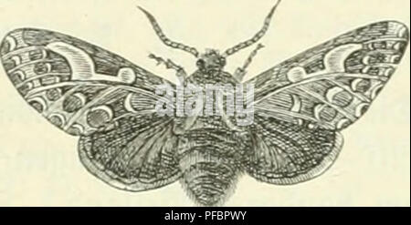 . Der Forstschutz. Les forêts et la foresterie. Trachée piniperda Panz. (Tiatüvl. ©röße). Une Wdnnlid)er Satter. '&Gt ;[3 Bci6ltcf)er g-modifier. c iHaupe « ßup^d. r. 16 mm de long iemlid geftredt §,), anfang" moi^grünlid fpäter r), buntelbraun gtän = jenb mit 2 Slfterfpi^, fr. A. Seben^lüeife^^tng. f : eit (SJJärj§ Snbe bi ?tnfnng "SRai, mäi)renb ber '^äm-- merung.^ritngcn^ au fa ber 'j'rotitn§ ^| ?en geitfdirift^reu (Qoxp ^unb für 'agbttjcfcn, II. 33anb, 1870, ©. 288). © uf e : Sutenfrafe imStegierungSbejir 3um((bofelbft Sumbinnen !(,IV. 93, 1872, © nnb. 53). 2tItum, Dr : ben Ucbec^^xa ' être§^ J'iefeniipannerS, ber Banque D'Images