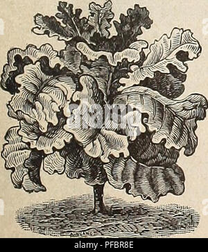 . Catalogue descriptif des graines des arbres fruitiers de haute qualité et de pépinière de fleurs. Pépinières (Horticulture) Tennessee Memphis catalogues ; pépinière TENNESSEE Memphis Memphis Tennessee ; Fleurs Catalogues Catalogues ; légumes TENNESSEE Memphis Memphis Tennessee fruits ; Catalogues Catalogues ; équipement de jardinage TENNESSEE Memphis et supp. Début de l'ECLIPSE LA BETTERAVE. MANGEL WURZELS et betteraves à sucre. L'alimentation du stock, de l'Énoncé des travaux de quatre à six livres à l'acre. Quelques plantes pour votre stock par tous les moyens. Semer dans deux exercices de pieds de distance. Ils produisent énormément et sont très nutritifs. Sélectionnez Long Mammouth rouge. La récolte la plus lourde- Banque D'Images