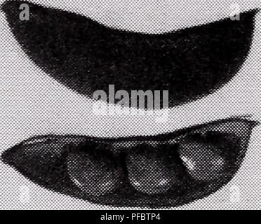 Ce catalogue décrit diverses espèces végétales, y compris des détails sur les semences, la culture et les soins. Il sert de ressource pour les cultivateurs commerciaux et les catalogueurs de semences, en se concentrant sur les légumes adaptés à divers climats et conditions agricoles. Banque D'Images