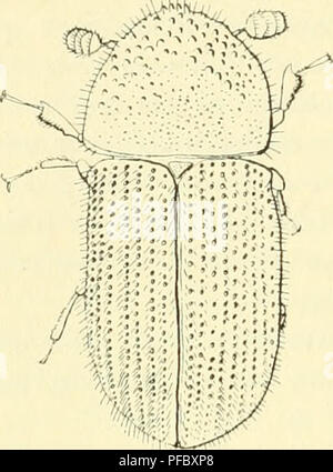 . Tropenpflanzer ; Zeitschrift der Landwirtschaft l fr. Plantes tropicales ; les cultures tropicales. - T02 während der bisher letztere [nur in Deutsch-Ostafrika gefunden wurde, dans Größe und Form vollkommen mit einander übereinstimmen (Nègre, Berichte der Deutschen Botanischen Gesellschaft, XXIX, 1911, S. 54).. Fig. 6. Stephanoderes coffeae. Haged IG. Stephanoderes coffeae Hagedorn. Während die bisher beschriebenen dans Kaffeekäfer den Zweigen leben wir kommen, nun zu einigen, welche in den Früchten ihre Existenz fristen schadenbringende. Unter der 10. bezeichnete wurde dem Verfasser vom British Museu Banque D'Images