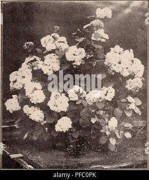 Le catalogue descriptif des arbres fleuris, ornementaux et arbustes de la pépinière Yokohama Co. présente une variété de plantes disponibles à la vente. Le catalogue comprend des descriptions détaillées des arbres, arbustes et autres plantes adaptées à des fins ornementales, avec des informations sur la hauteur, les saisons de floraison et d'autres caractéristiques horticoles clés. Banque D'Images