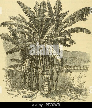 Cette image est extraite d'une page scannée de 'Der Tropenpflanzer', une revue allemande consacrée à l'agriculture tropicale. Le numéro traite des plantes et des cultures tropicales, en se concentrant particulièrement sur leur culture et leur importance économique. Les illustrations mettent en évidence différentes espèces et leurs conditions de croissance dans les régions tropicales. Banque D'Images