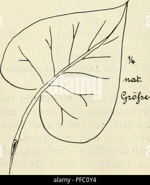 . Tropenpflanzer ; Zeitschrift der Landwirtschaft l fr. Plantes tropicales ; les cultures tropicales. |^. Fig. 9. Blatt und Blüte der nicht kriechenden Batata. Betrifft dies die Batata doqe, die hier im allgemeinen und wird gebaut, Blatt neben- forme stehende hat. Diese Batata n9e blüht nicht mehr ! Nun ist es gelungen, mir seit zwei Jahren eine andere zu züchten rote Batata doge, welche den Vorzug hat, dafs sie nicht Triebe propose, die ge- wandt werden müssen, zwei mithin Arbeitsgriffe nötigt- être weniger ist mehr und kräftiger, runde als längliche Knollen bringt. Blattstaude Die dieser Gattu Banque D'Images