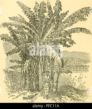 . Tropenpflanzer ; Zeitschrift der Landwirtschaft l fr. Plantes tropicales ; les cultures tropicales. . Veuillez noter que ces images sont extraites de la page numérisée des images qui peuvent avoir été retouchées numériquement pour plus de lisibilité - coloration et l'aspect de ces illustrations ne peut pas parfaitement ressembler à l'œuvre originale.. Berlin Banque D'Images
