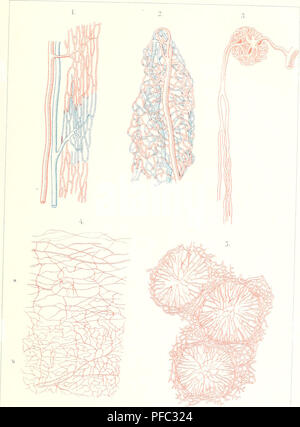 Ce travail anthropologique et physiologique de Johannes Ranke explore diverses formes anatomiques humaines, y compris les structures capillaires et d'autres traits physiques. Il fournit un aperçu de la diversité de la physiologie humaine et de ses variations entre les individus. Banque D'Images