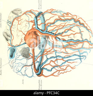 Cet ouvrage de Johannes Ranke (1836-1916) explore l'anatomie humaine, la physiologie et l'anthropologie, fournissant une étude complète de la structure humaine et des fonctions biologiques, offrant un aperçu des domaines de l'anatomie et de la médecine au XIXe siècle. Banque D'Images
