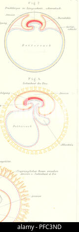 Ce travail explore l'anatomie et la physiologie humaines, offrant un aperçu de la structure et des fonctions du corps humain. Il couvre des aspects de l'anthropologie, comparant les humains à d'autres espèces et détaillant divers systèmes physiologiques. L'auteur, Johannes Ranke, se concentre sur les relations complexes entre les caractéristiques anatomiques et les processus physiologiques. Banque D'Images