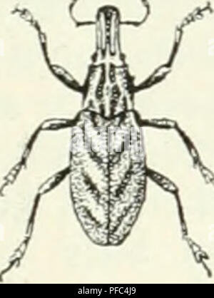 . Der Käfersammler. Hrsg. von der Redaktion des Guten Kameraden. Les insectes ; les insectes. 62. S^tDaraftetfigerförüib furdjenrüfjler. (Poly- drusus cervinus L.) 62. ©rrifutdjiger riijjler 2août =. (Cleonus sulcirostris L.). Veuillez noter que ces images sont extraites de la page numérisée des images qui peuvent avoir été retouchées numériquement pour plus de lisibilité - coloration et l'aspect de ces illustrations ne peut pas parfaitement ressembler à l'œuvre originale.. Bau, Alexander. Union Deutsche Verlagsgesellschaft Stuttgart Banque D'Images