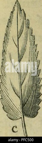 Ce livre sert de guide pour identifier les plantes sauvages importantes en Allemagne, en mettant l'accent sur des espèces telles que Poterium sanguisorba L. le texte fournit des descriptions détaillées des caractéristiques des plantes, des saisons de floraison et des habitats pour l'identification précise de diverses plantes. Banque D'Images