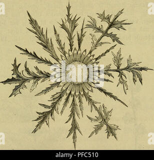 Ce livre sert de guide pour identifier et classer les plantes sauvages clés trouvées en Allemagne. Il fournit des descriptions détaillées, en se concentrant sur les caractéristiques distinctives comme la forme des fleurs et des feuilles, et les habitats typiques. C’est une référence incontournable pour ceux qui s’intéressent à la botanique et à l’identification des plantes dans le paysage allemand. Banque D'Images