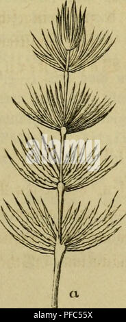 Ce guide, rédigé par Emil Postel, fournit des instructions pour identifier et classer les principales plantes sauvages en Allemagne. Il couvre l’identification de *Ceratophyllum demersum*, connu pour ses feuilles finement disséquées et son habitat aquatique. Banque D'Images