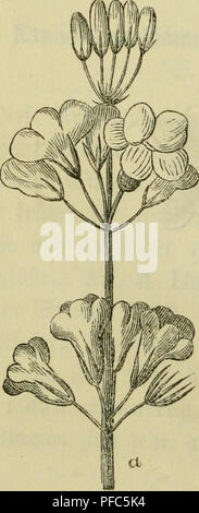 Ce guide, « Der Führer in die Pflanzenwelt », aide à identifier et à déterminer les plantes sauvages importantes en Allemagne, en fournissant des descriptions détaillées et des illustrations de la flore indigène. Banque D'Images
