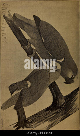 . Der Graupapagei. Seine Naturgeschichte ... Perroquet gris d'Afrique. 35 C5 CG © o o o CD 2- « ^ © £. Veuillez noter que ces images sont extraites de la page numérisée des images qui peuvent avoir été retouchées numériquement pour plus de lisibilité - coloration et l'aspect de ces illustrations ne peut pas parfaitement ressembler à l'œuvre originale.. Russ, Karl, 1833-1899), Richmond, Charles Wallace, 1868-1932 DSI. Magdeburg : Creutz'sche Derlagsbuchhandlung Banque D'Images