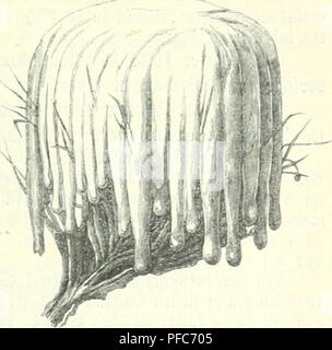 . Der Forstschutz. Les forêts et la foresterie. @Tf)u^ gegen 33frf unb md j'§. 443 gig. 1". 3m 2:f)üringertt clbe)finb bie biird) Stfineebruc^^j re- fcfiäben être SBinter tigten nicf) : 1872/73, 1875/76, 1884/85, 1886/87, 1894/95 1897/98 jugteic^ unb deu^änguigootle^Duft ; Si l'unb !Sbrucf gcluefeu)jaI)re. Sm Ie|T}cnannten SSiutfv bracfien( (}ievburc fRenieren^ auf einigen bie Sannen dans ben 3elid)teten ?(Il{ äern faftmel)ö(^v aU bie 5CIF)10. Meieren anjc 3u^nlidjen betragen ftd)^iiioffen bie 58rui (^ SSinb iSdjnee butc, unb ®ia) im Vaufe ^bet ai)xe belaufen, ge^t auS 3ui'animeuftelfung einet ber ^xüd mofien dans b) : Banque D'Images