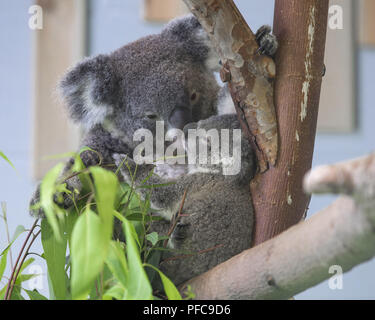 Nanjin, Nanjin, Chine. Août 21, 2018. Nanjing, Chine-Koalas peuvent être vus au Zoo de la forêt de Hongshan à Nanjing, Jiangsu Province de Chine orientale. Crédit : SIPA Asie/ZUMA/Alamy Fil Live News Banque D'Images