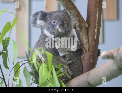 Nanjin, Nanjin, Chine. Août 21, 2018. Nanjing, Chine-Koalas peuvent être vus au Zoo de la forêt de Hongshan à Nanjing, Jiangsu Province de Chine orientale. Crédit : SIPA Asie/ZUMA/Alamy Fil Live News Banque D'Images