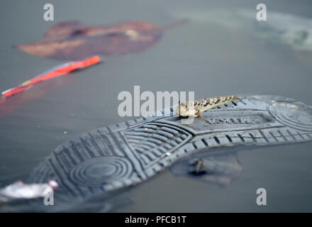 Un mudskipper repose sur une chaussure en caoutchouc renversée partiellement immergée dans des eaux peu profondes, mettant en évidence la vie marine qui s’adapte aux environnements côtiers pollués et aux débris humains. Banque D'Images