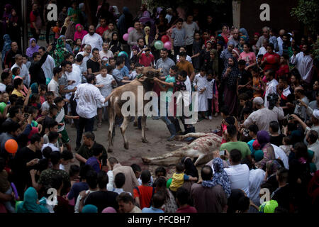 Le Caire, Égypte. Août 21, 2018. Une vache est prête à être sacrifice abattus le premier jour du congé annuel de l'Aïd al-Adha, au Caire, Égypte, 21 août 2018. Les musulmans du monde entier célèbrent l'Aïd al-Adha, qui marque le Hajj pèlerinage à la ville sainte de La Mecque, en abattant les animaux sacrificiels en commémoration du Prophète Abraham est prêt à sacrifier son fils pour montrer l'obéissance à Dieu. Credit : Gehad Hamdy/dpa/Alamy Live News Banque D'Images