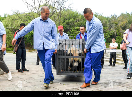 Changchun, Jilin, Chine, 21 août 2018. Deux femelle panda géant, Chuxin Muyun et, à deux ans, ont quitté la base de Dujiangyan du Panda Géant de Chine Centre de recherche en conservation à s'installer dans le nord-est du jardin du Tigre dans la province de Jilin. Costfoto:Crédit/Alamy Live News Banque D'Images