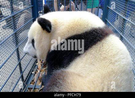 Changchun, Jilin, Chine, 21 août 2018. Deux femelle panda géant, Chuxin Muyun et, à deux ans, ont quitté la base de Dujiangyan du Panda Géant de Chine Centre de recherche en conservation à s'installer dans le nord-est du jardin du Tigre dans la province de Jilin. Costfoto:Crédit/Alamy Live News Banque D'Images