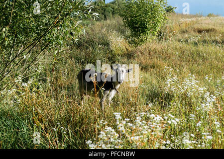 Horned chèvre broute dans un pré (Capra aegagrus hircus) Banque D'Images