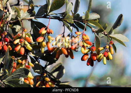 Les baies d'épine-vinette de maturation (Berberis vulgaris) Banque D'Images