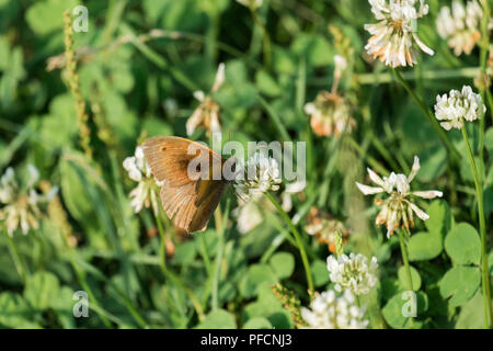 Est un papillon sur une fleur de trèfle blanc (Aphantopus hyperantus) Banque D'Images