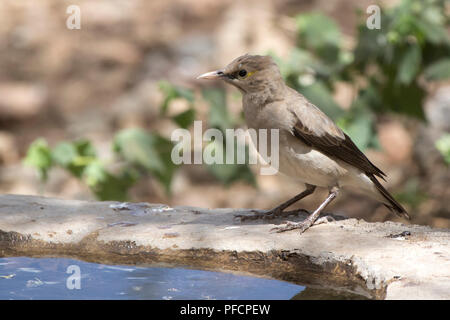 Réorganisation de starling qui est assis sur le bord d'un étang artificiel dans une oasis au milieu de la savane africaine Banque D'Images