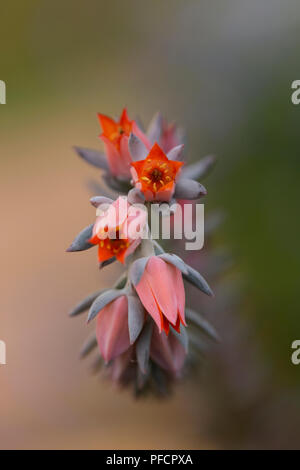 Les petites fleurs roses de l'Echeveria gibiflora de la famille des Crassulacées, de la variété Blue Curl, originaire du Mexique et du Guatemala. Banque D'Images