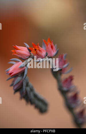 Les petites fleurs roses de l'Echeveria gibiflora de la famille des Crassulacées, de la variété Blue Curl, originaire du Mexique et du Guatemala. Banque D'Images