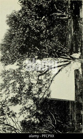 . Bulletin du Ministère. Bull. 20, Div. Veg. Pnys. &Amp ; Chemin., U.S. Dept. of Agriculture. Assiette XVI. CM. 3 o u. O 1- z LU 2 h- Q. 2 O U Q z UJ I (r UJ 1- u. ^ &Lt ; u U C) o z 5 d &Lt ; &Lt ; 2 a : CE - &Lt ; &Lt ; ? UJ UJ Q- a. Q. 05 D. Q- , &Lt ; &Lt ;- •' 1- LLl UJ Q Q CO CO UJ UJ 7 z o o n Q III UJ h- 1- &Lt ; &Lt ; UJ LU o : Q : I- H UJ UJ LU LU 1- a. T-^ o C5. Veuillez noter que ces images sont extraites de la page numérisée des images qui peuvent avoir été retouchées numériquement pour plus de lisibilité - coloration et l'aspect de ces illustrations ne peut pas parfaitement ressembler à l'œuvre originale.. United States. Dept Banque D'Images