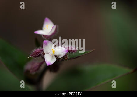 Les petites fleurs de Tradescantia cerinthoides, communément appelé plante de pouce de floraison, dans la famille des fleurs de jour. Il est originaire de l'Amérique du Sud. Banque D'Images