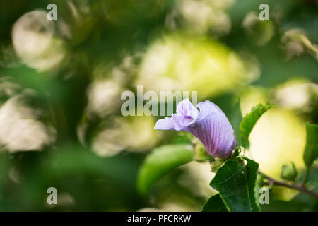 Rose de Sharon (Hibiscus syriacus) bud croissant sur un buisson en été. Banque D'Images