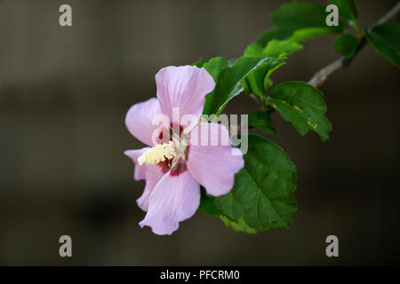 Rose de Sharon (Hibiscus syriacus) Banque D'Images