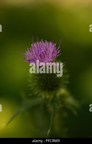 Cirse des champs (Cirsium vulgare), également connu sous le nom de chardon chardon commun ou à la lance, de la famille des Astéracées. Banque D'Images