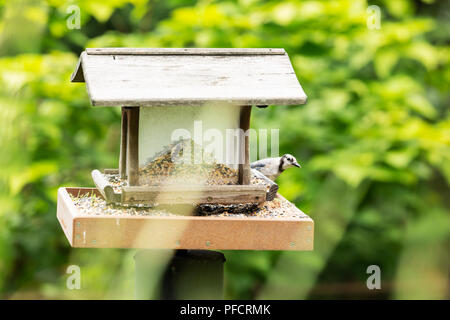 Un geai bleu (Cyanocitta cristata), à l'arrière une mangeoire pour oiseaux. Banque D'Images