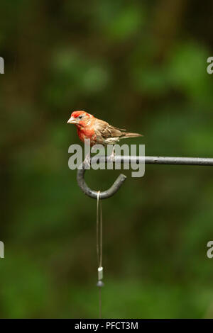 Mâle adulte Roselin familier (Haemorhous mexicanus) assis sur un poteau de métal. Banque D'Images