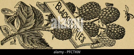 Ce catalogue fournit une gamme d'arbres fruitiers, d'arbres ornementaux et d'arbustes, y compris une variété de petits fruits tels que les mûres, les framboises et les fraises. Ces fruits sont faciles à cultiver et offrent des rendements rentables, en particulier dans la petite agriculture. Banque D'Images