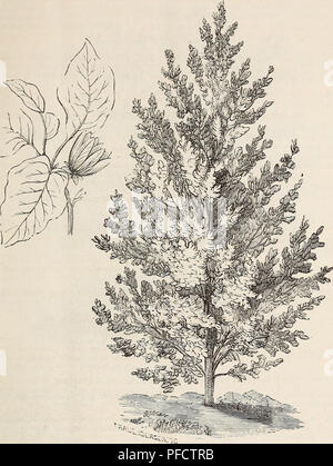 . Catalogue descriptif des arbres d'ornement, arbustes, roses, plantes à fleurs, &amp;c. Les arbres d'ornement arbustes ; catalogues ; Catalogues Catalogues Catalogues ; fleurs roses. Arbres d'ornement, arbustes, etc. 23. MAGNOLIA ACUMINATA, (concombre magnolia.) le début du printemps est grand au-delà de la description, illuminant tout le paysage et le chargement de l'atmosphère avec leur riche parfum. Pour assurer le succès de t rie la transplantation, ils devraient être déplacés au printemps- jamais à l'automne, et les Chinois variétés dans cette période quand ils viennent dans la fleur, et, par conséquent, avant que les feuilles ont fait leur appea Banque D'Images