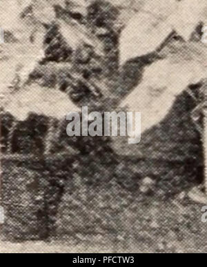 Un catalogue énumérant une grande variété de plantes ornementales et à fleurs, arbres fruitiers, arbustes et autres produits horticoles disponibles à la vente par la pépinière Yokohama Co. Le document s'adresse aux jardiniers et aux horticulteurs à la recherche de plantes de qualité pour des environnements divers. Banque D'Images